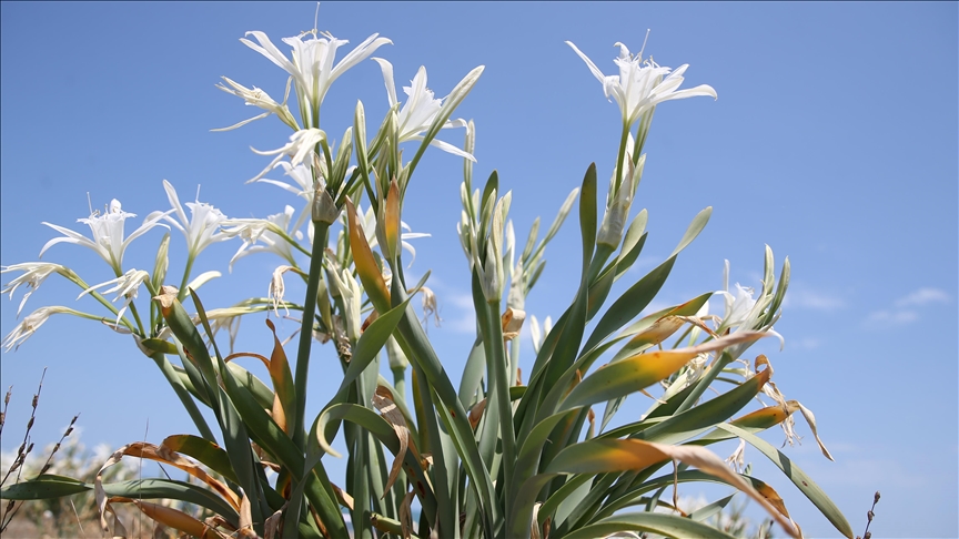 تركيا.. "الطيطان البحري" يضفي جمالًا على شواطئ "صقاريا"