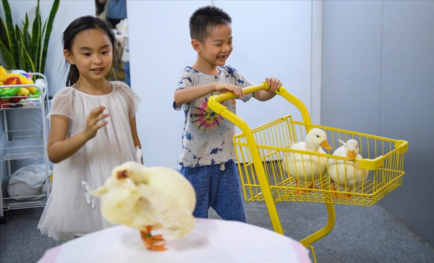 Продавница во Кина во која патките можат да се купат како домашни миленичиња