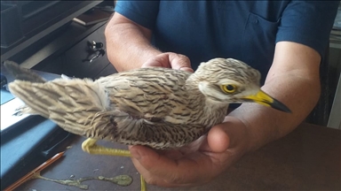 Kayseri'de yaralı kocagöz kuşu tedaviye alındı