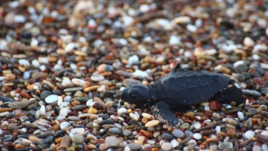 Endangered baby turtles begin their journey to sea in Antalya
