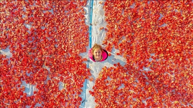 Diyarbakır'da kurutmalık domates mesaisi başladı