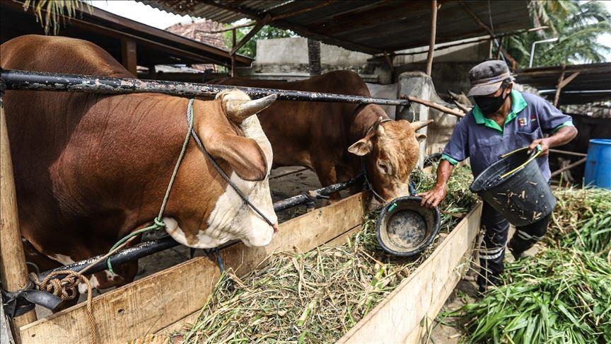 Indonesia pastikan kendalikan wabah PMK pada hewan ternak