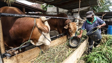 Indonesia pastikan kendalikan wabah PMK pada hewan ternak
