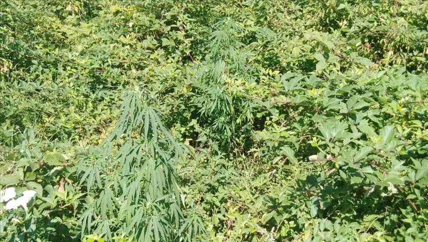 BiH: U Tesliću otkrivene 74 stabljike indijske konoplje, jedna osoba lišena slobode