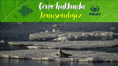 Kutuplarda buzların erimesi nelere yol açacak?