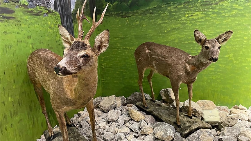 Bartın'da vahşi hayvanların tahnitinin sergileneceği müzenin açılışı yapıldı 