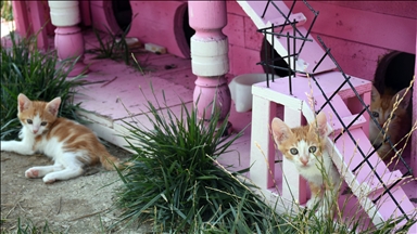 Turkiye: ”Mačje selo“ dom za mačke koje imaju poteškoća, čekaju mlade kao i za ostavljene mačiće