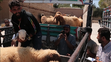 منظمة تركية تدعم سوريين برؤوس ماشية
