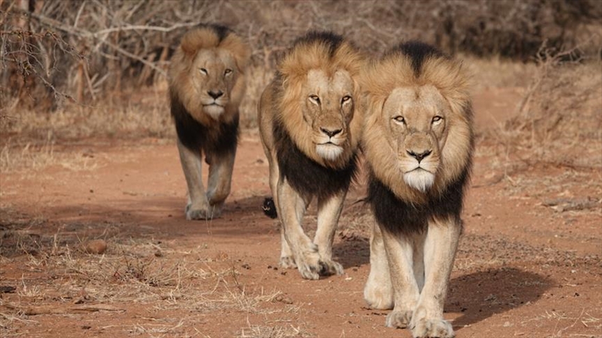 Lions stray from porous national parks in Zimbabwe