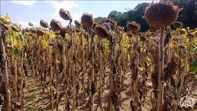 France : La sécheresse fait peser la menace de l'inflation et de pénuries alimentaires