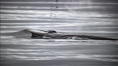 Франција: Извлечен китот заглавен во реката Сена веќе една недела