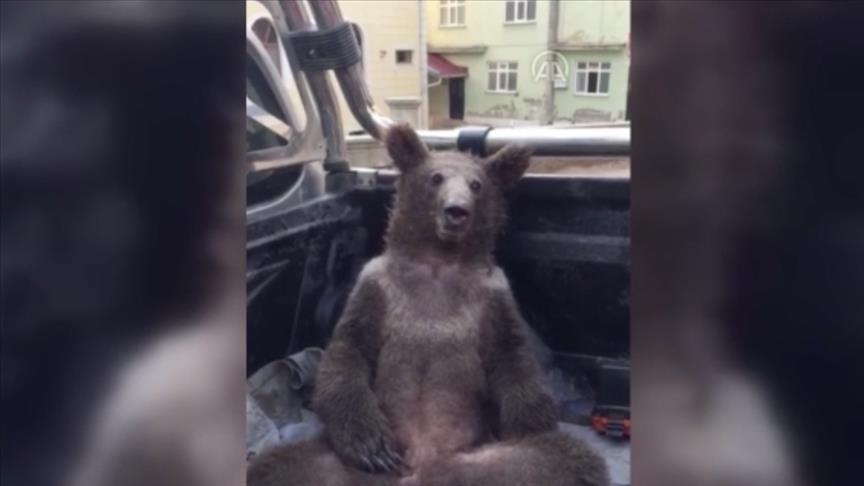 Honey-drunk bear gets helping hand from humans