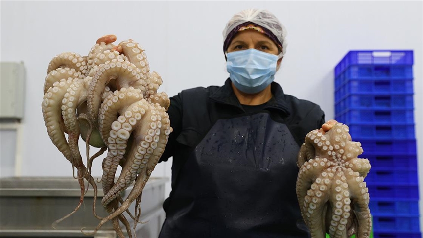 Yunanistan'ın tercihi Saros ahtapotu