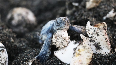 Hatay'da izleme ve koruma çalışmaları deniz kaplumbağası yuvalarını artırdı