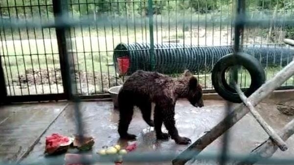 Honey-drunk bear cub's health improves within a day