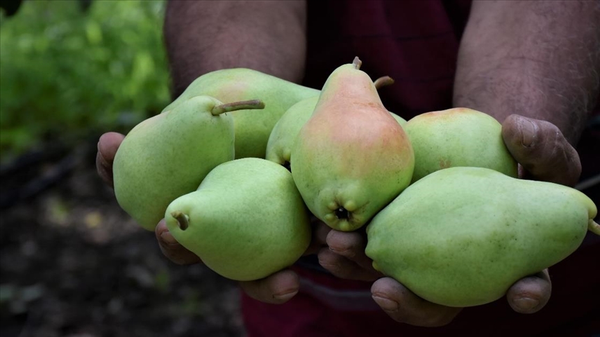 Bursa Ovası'nda hasadı süren 'Santa Maria' armudu dalında satılıyor