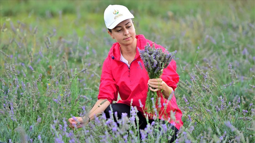 Çöplüğün lavanta tarlasına dönüştürüldüğü alanda hasat yapıldı 