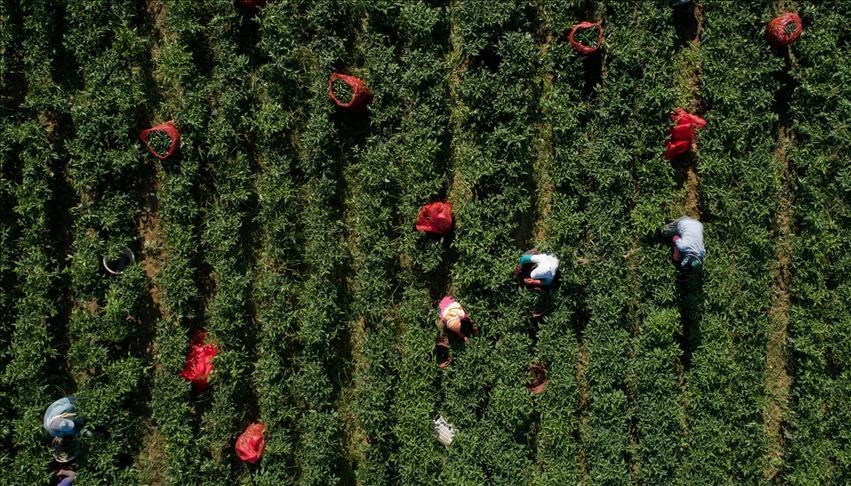 Tunisie: le FTDES dénonce la poursuite de la marginalisation de l'affaire du transport des ouvrières agricoles