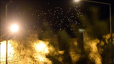 "رقصة الموت".. بداية النهاية لمئات آلاف الذباب شرقي تركيا