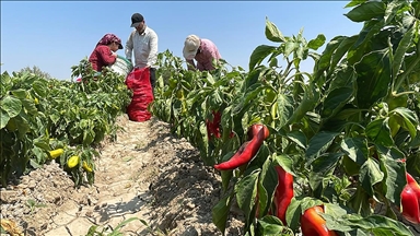 بدء موسم حصاد الفلفل الأحمر في هطاي التركية