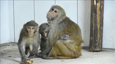Kaçakçıların elinden kurtarılan yavru maymunlara "Nene" annelik yapıyor