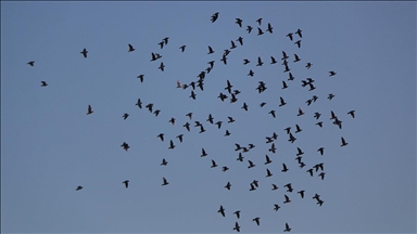 Posta güvercini yarışmasının finali Sivas'ta yapıldı