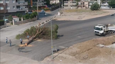 İzmir'de yol yapımı için ağaç kesilmesine tepki