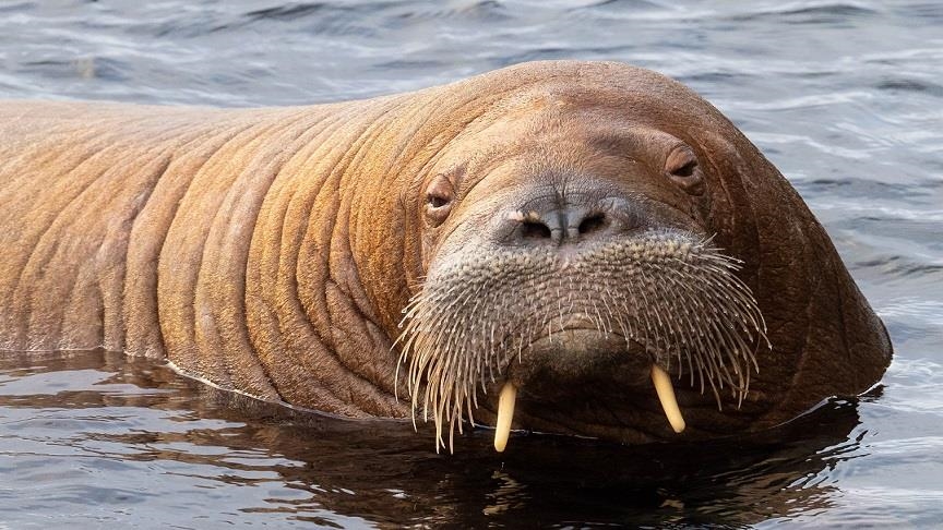 Freya the walrus put down in Norway amid ‘public safety concerns’