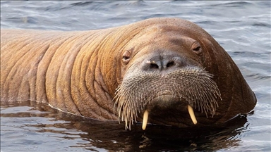 Freya the walrus put down in Norway amid ‘public safety concerns’