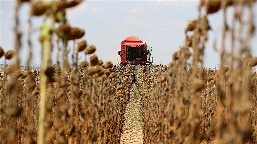 Edirne’de ayçiçeği hasadı başladı