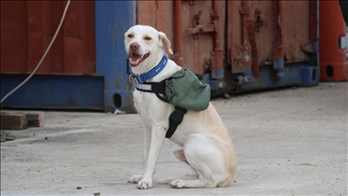Deprem gönüllüsü sahiplendiği köpeği 'Maxi'yi afetler için eğitiyor