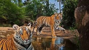 Nepal’s tiger population rising, experts call for addressing 'future challenges'