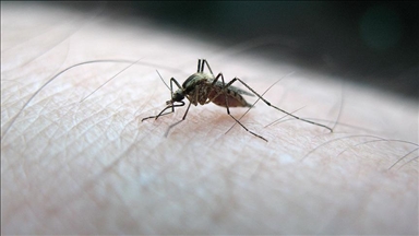 Sivrisineklerin insan kokusunu nasıl ayırt ettiği belirlendi