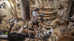 Raouda Mansour : la vétérinaire qui a transformé sa maison en refuge