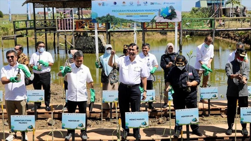 Indonesia targetkan 600 ribu hektar lahan mangrove pada 2024