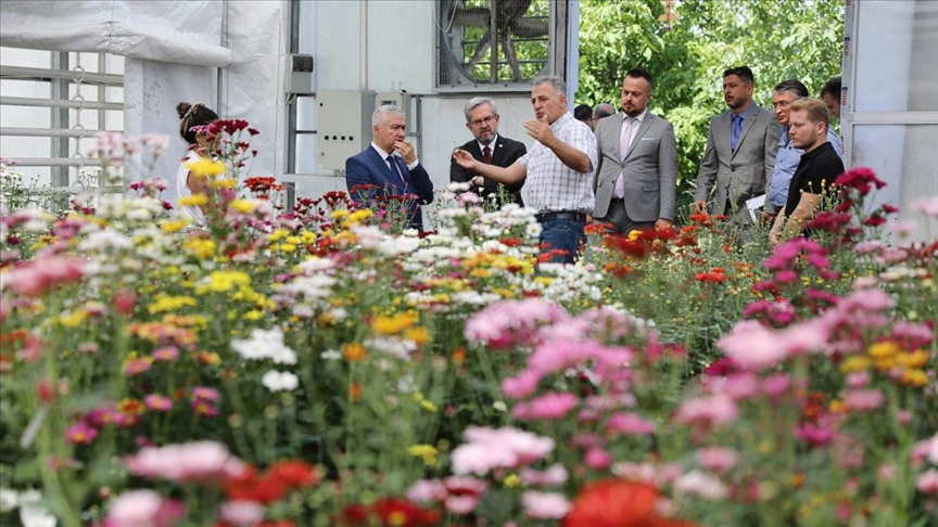 Ankara Üniversitesi Ziraat Fakültesinde yerli kasımpatı üretimine başlandı