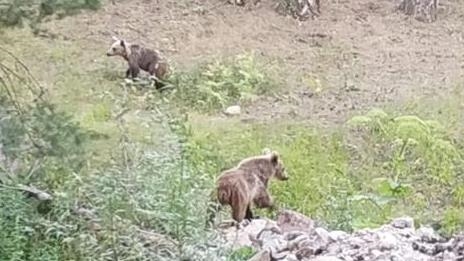 В объективы камер в турецком Болу попали медвежата