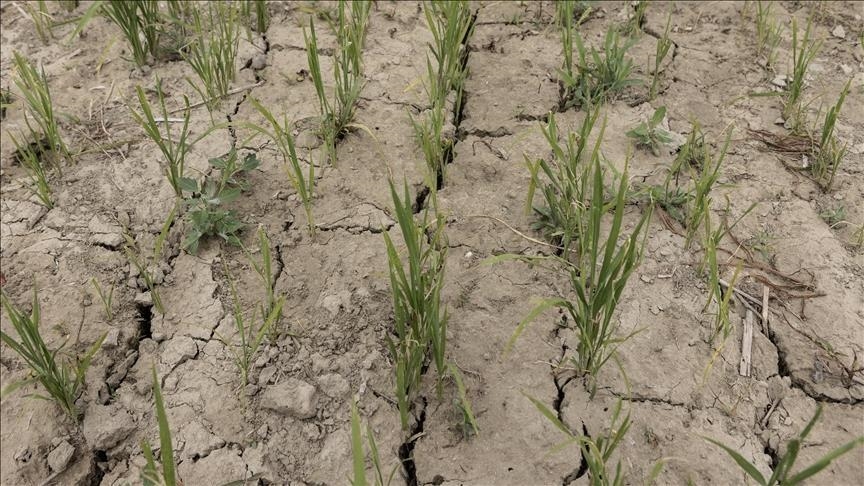 Hot weather, low rainfall dry up farmers' profits in Bangladesh