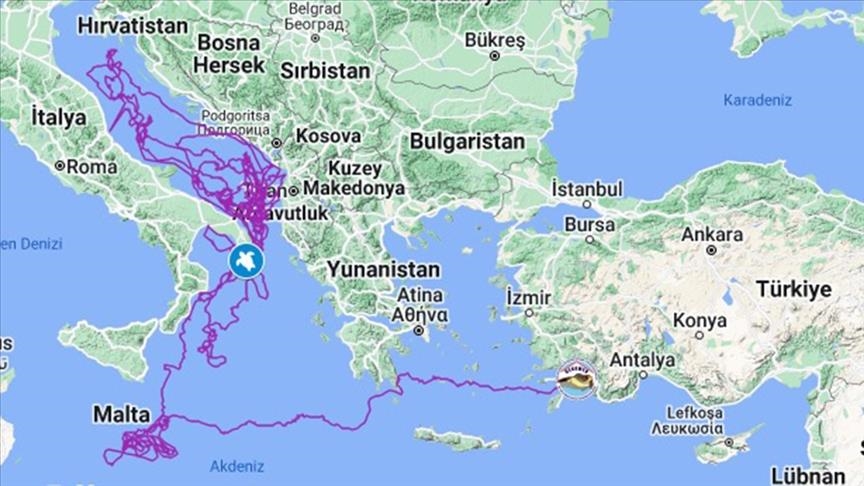 Breshka "Caretta Caretta Tuba" përfshirë Shqipërinë ka përshkruar 17.500 km në 3 vite