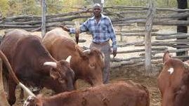 Cattle is new currency amid crippling inflation in Zimbabwe