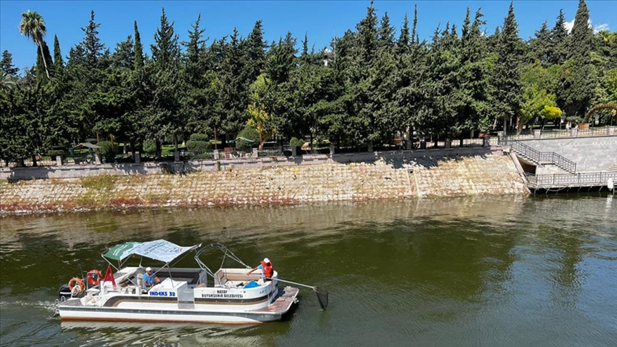 Hatay'da Asi Nehri'ni kaplayan su sümbülleri temizleniyor