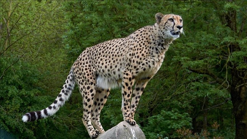 India reintroduces cheetahs after 70 years of extinction