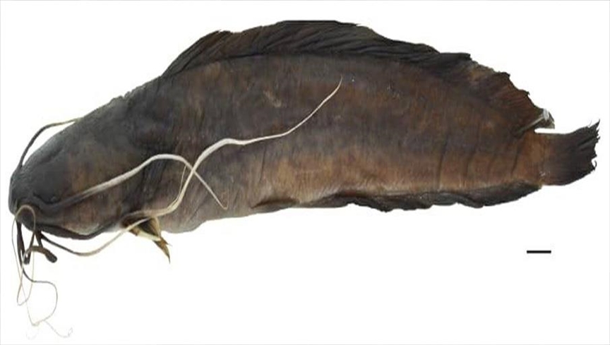 Machoirons : Poisson Chat de Mer – La fraîcheur de L'Afrique dans votre  assiette!