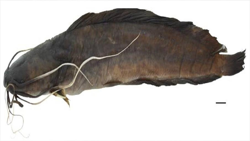Découverte d'une nouvelle espèce de poisson-chat dans le fleuve Congo