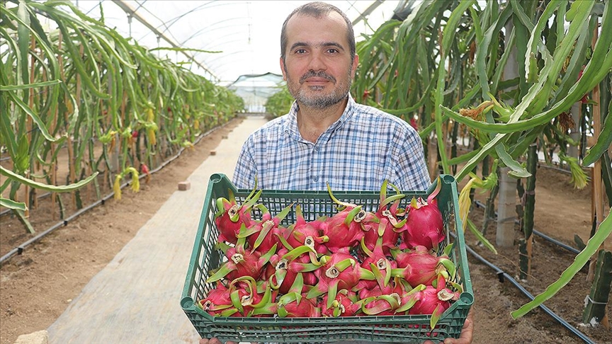 Adanalı esnaf, iş yerini kapatıp kurduğu serada ejder meyvesi yetiştiriyor