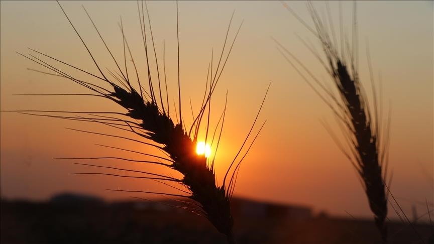 Беларусь продлила запрет на вывоз зерна из страны  на 6 месяцев