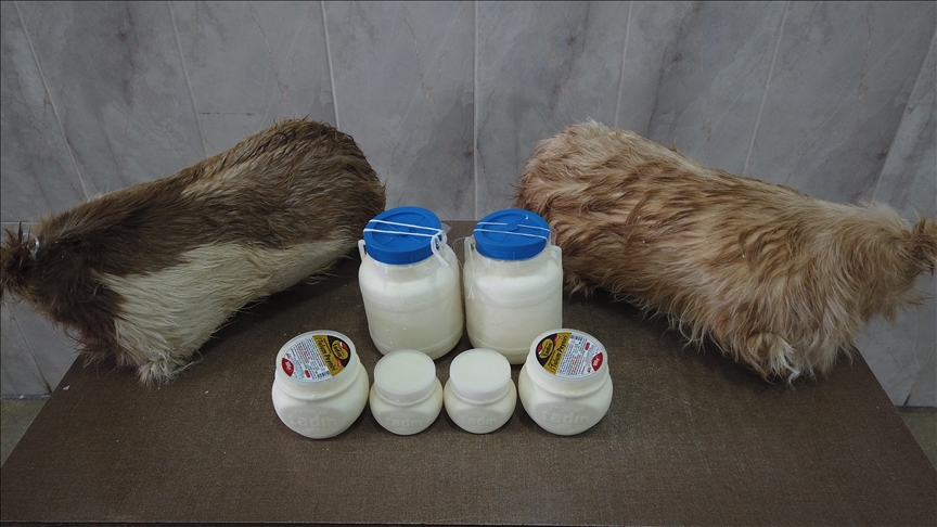 Tescilli Erzincan tulum peynirinin yayladan sofraya yolculuğu