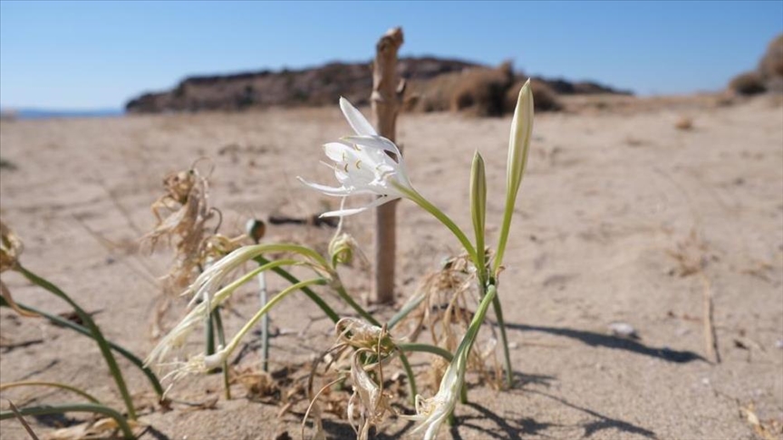 Ayvalık'ta koruma altındaki "kum zambakları" çiçek açtı