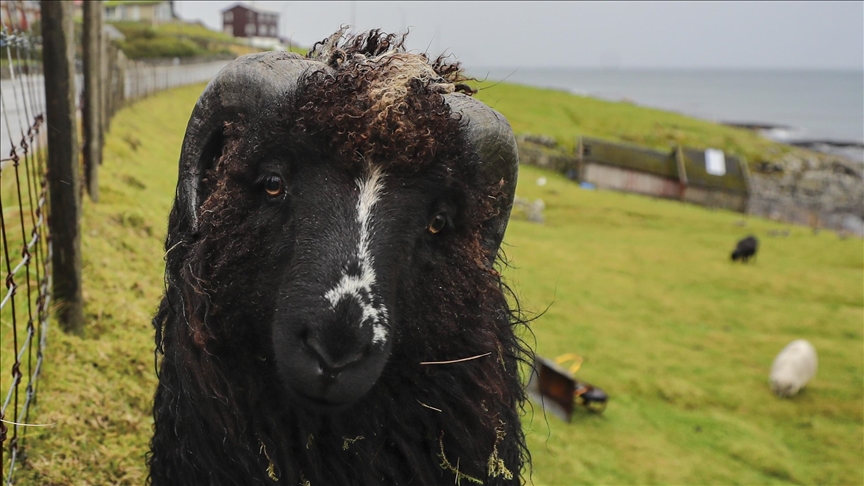 Ishujt Faroe, vendi ku jetojnë më shumë dele sesa njerëz