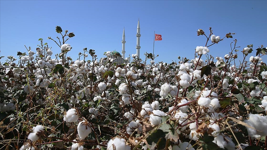 Amik Ovası'nda hasadı süren pamuktan yüksek rekolte beklentisi